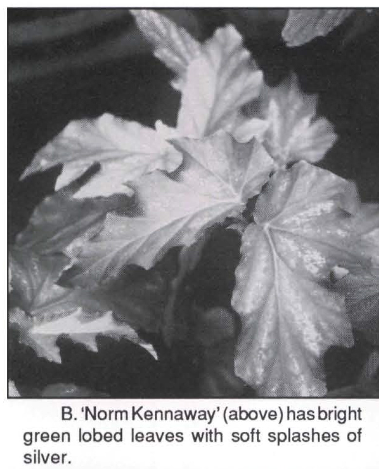 B. ‘Norm Kennaway’
